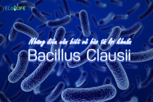 Những điều cần biết về bào tử lợi khuẩn Bacillus Clausii