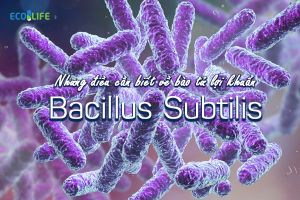 Bảo tử lợi khuẩn Bacillus Coagulans và những tác dụng ưu việt cho sức khỏe