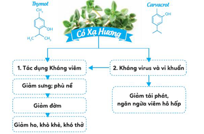 Cơ chế tác dụng của cỏ xạ hương