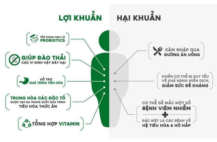 tác động của lợi khuẩn và hại khuẩn 