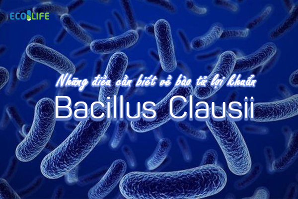 bacillus claussi