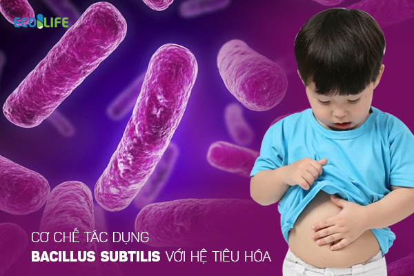 Cơ chế tác dụng Bacillus Subtilis