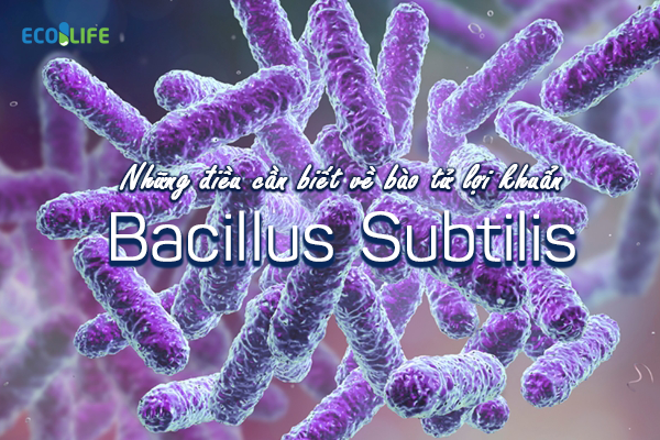 Bacillus Subtilis, men vi sinh được sử dụng phổ biến để chăm sóc sức khỏe hệ tiêu hóa